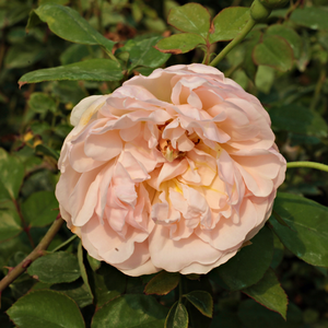 Brzoskwiniowy - angielska róża